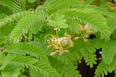 Tamarindus indica